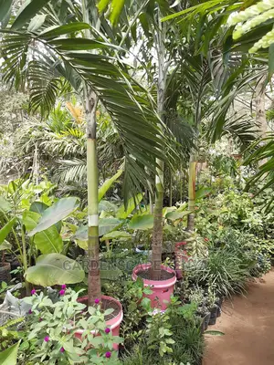 Large Landscaping Plants: Large Shrubs Big Trees,