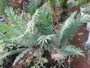Large Landscaping Plants: Large Shrubs Big Trees,