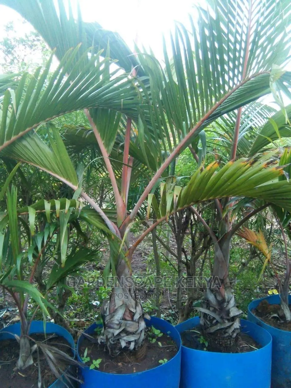 Large Landscaping Plants: Large Shrubs Big Trees,