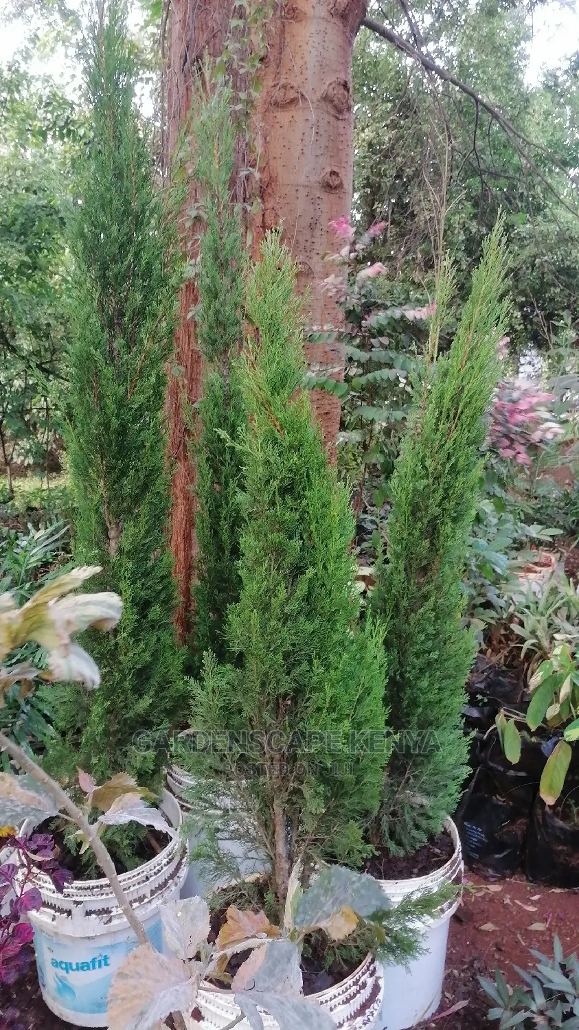 Large Landscaping Plants: Large Shrubs Big Trees,