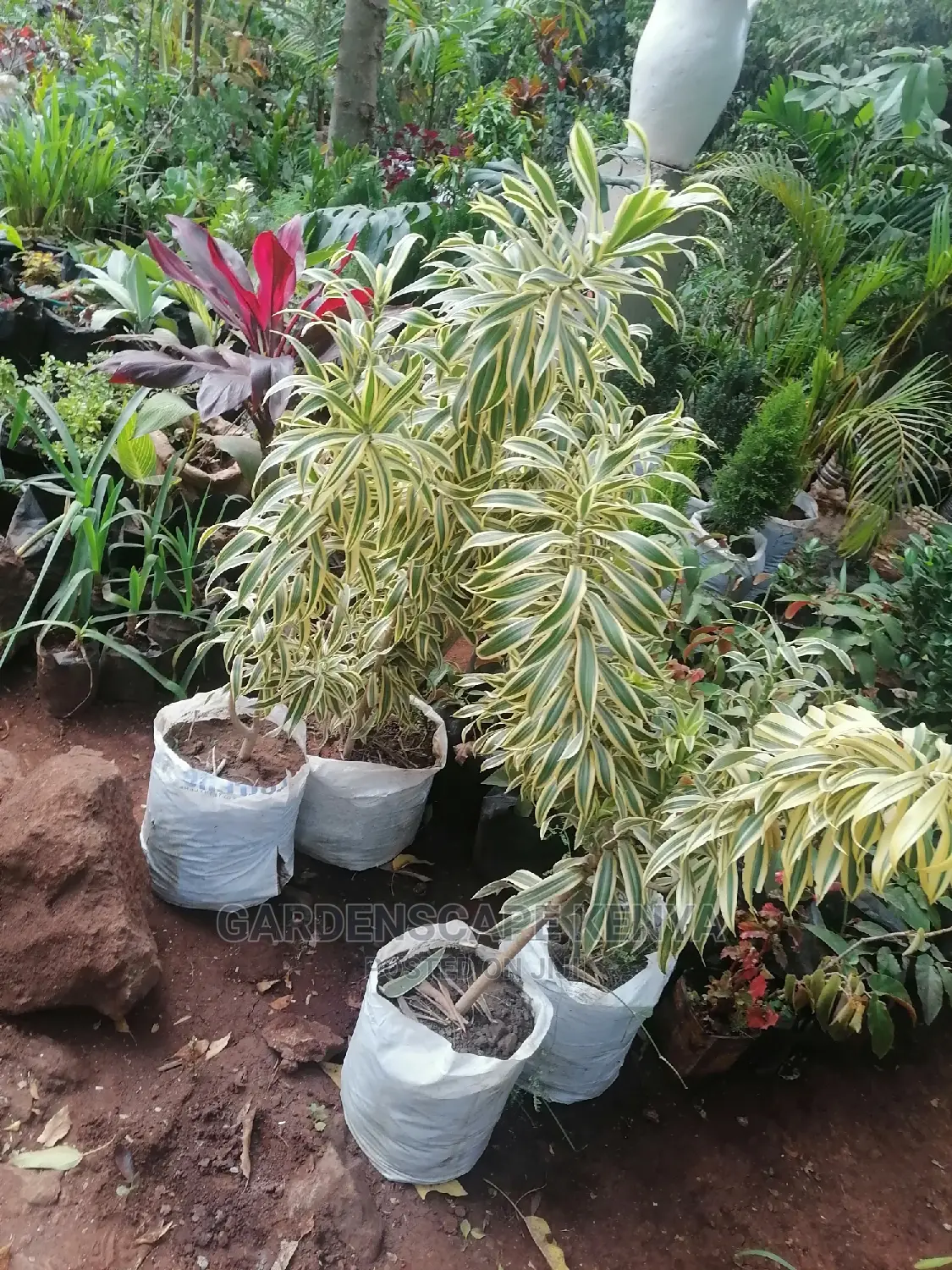 Large Landscaping Plants: Large Shrubs Big Trees,