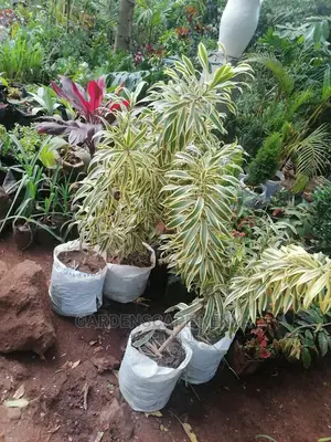 Large Landscaping Plants: Large Shrubs Big Trees,