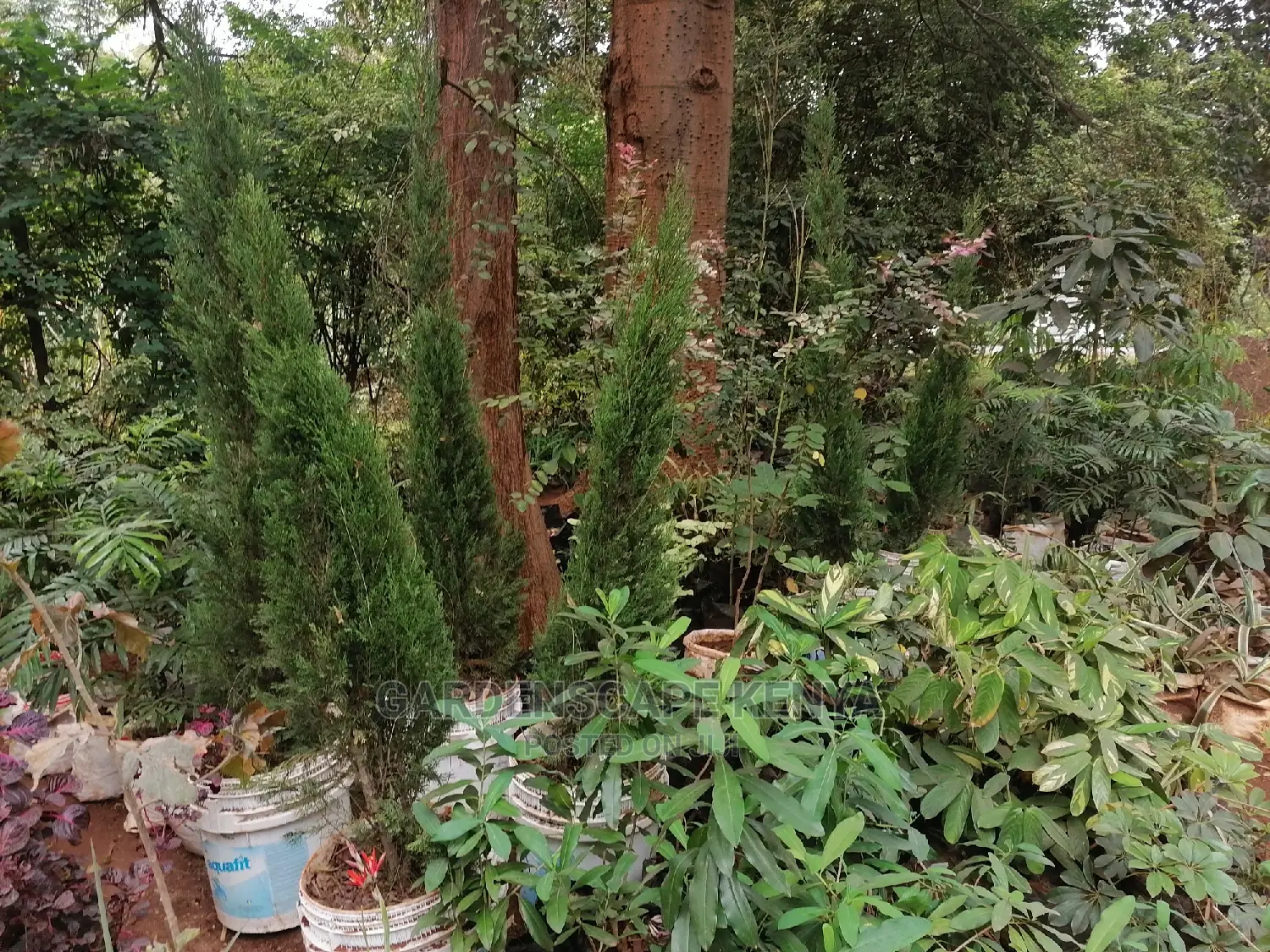 Large Landscaping Plants: Large Shrubs Big Trees,