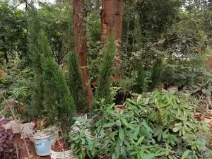 Large Landscaping Plants: Large Shrubs Big Trees,