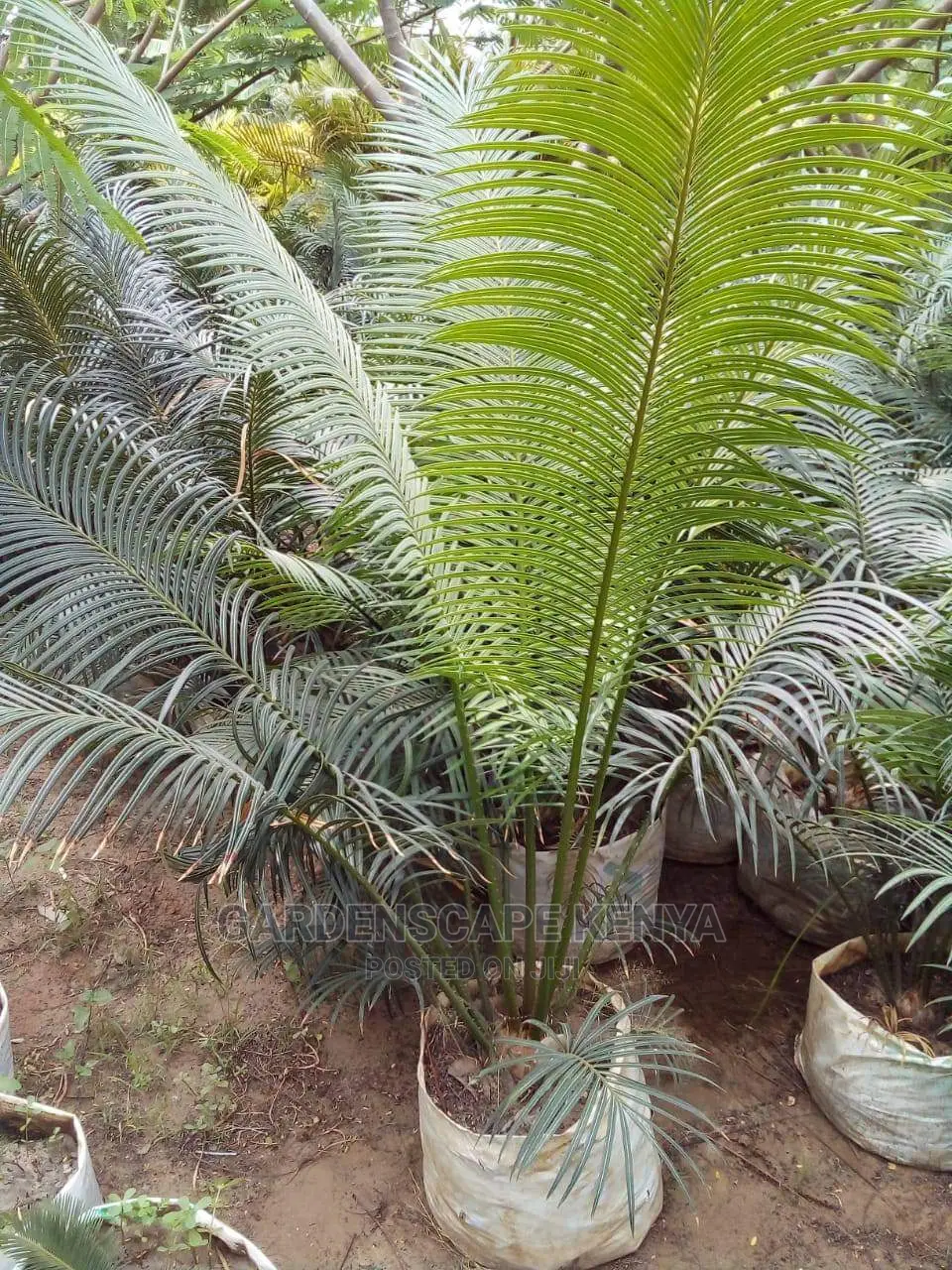 Large Landscaping Plants: Large Shrubs Big Trees,
