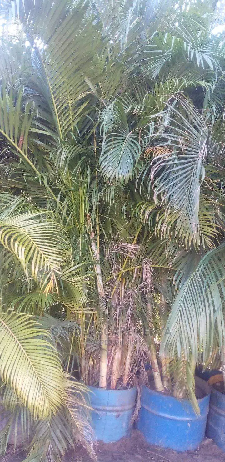 Large Landscaping Plants: Large Shrubs Big Trees,
