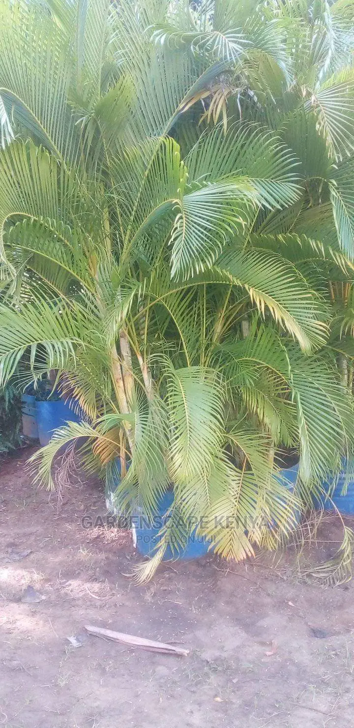 Large Landscaping Plants: Large Shrubs Big Trees,