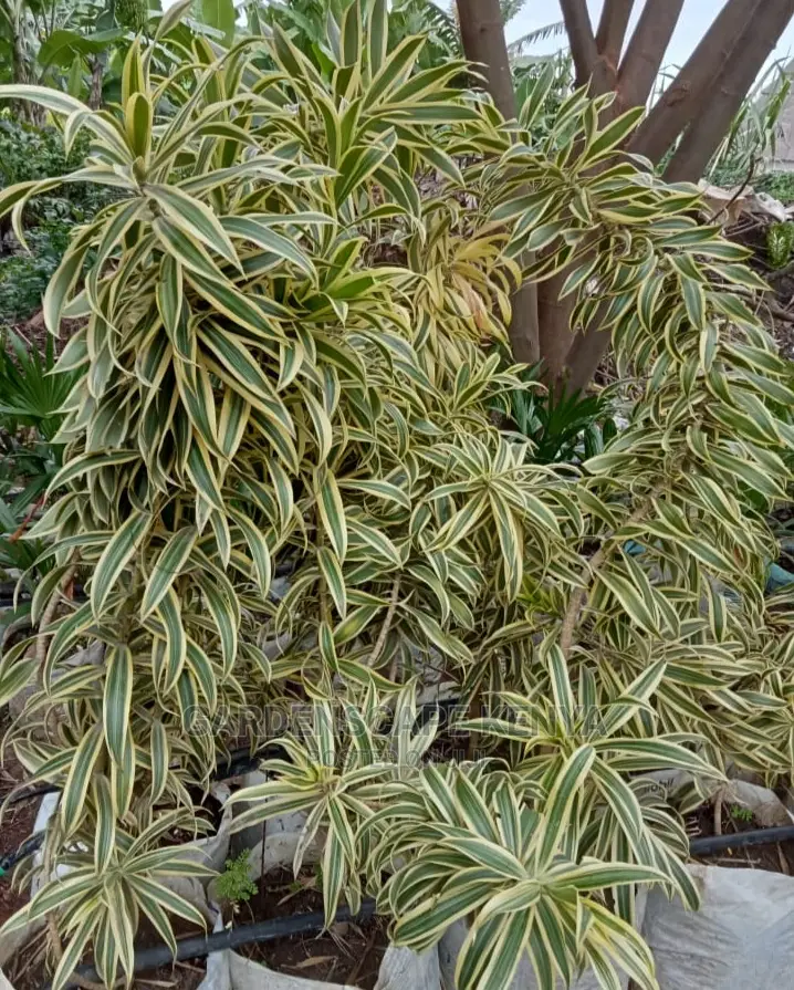Large Landscaping Plants: Large Shrubs Big Trees,