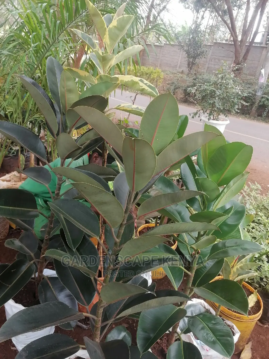 Large Landscaping Plants: Large Shrubs Big Trees,