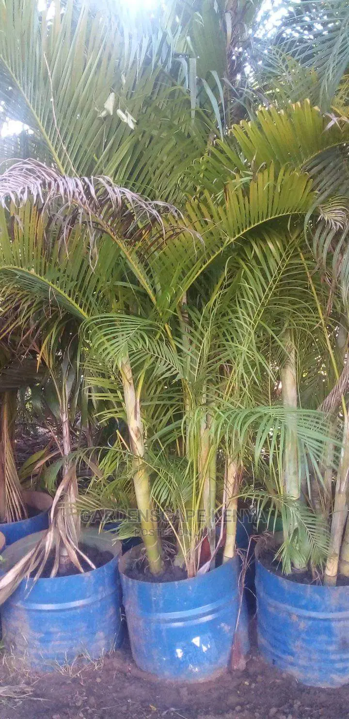 Large Landscaping Plants: Large Shrubs Big Trees,