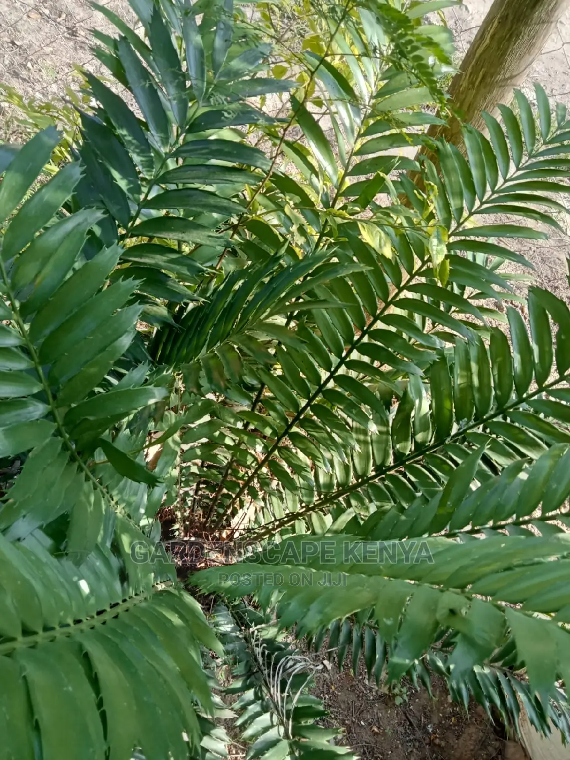 Large Landscaping Plants: Large Shrubs Big Trees,