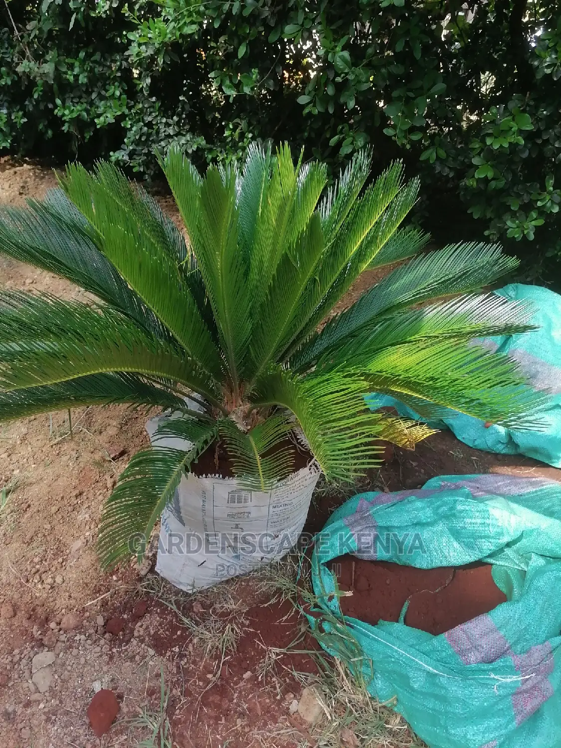 Large Landscaping Plants: Large Shrubs Big Trees,