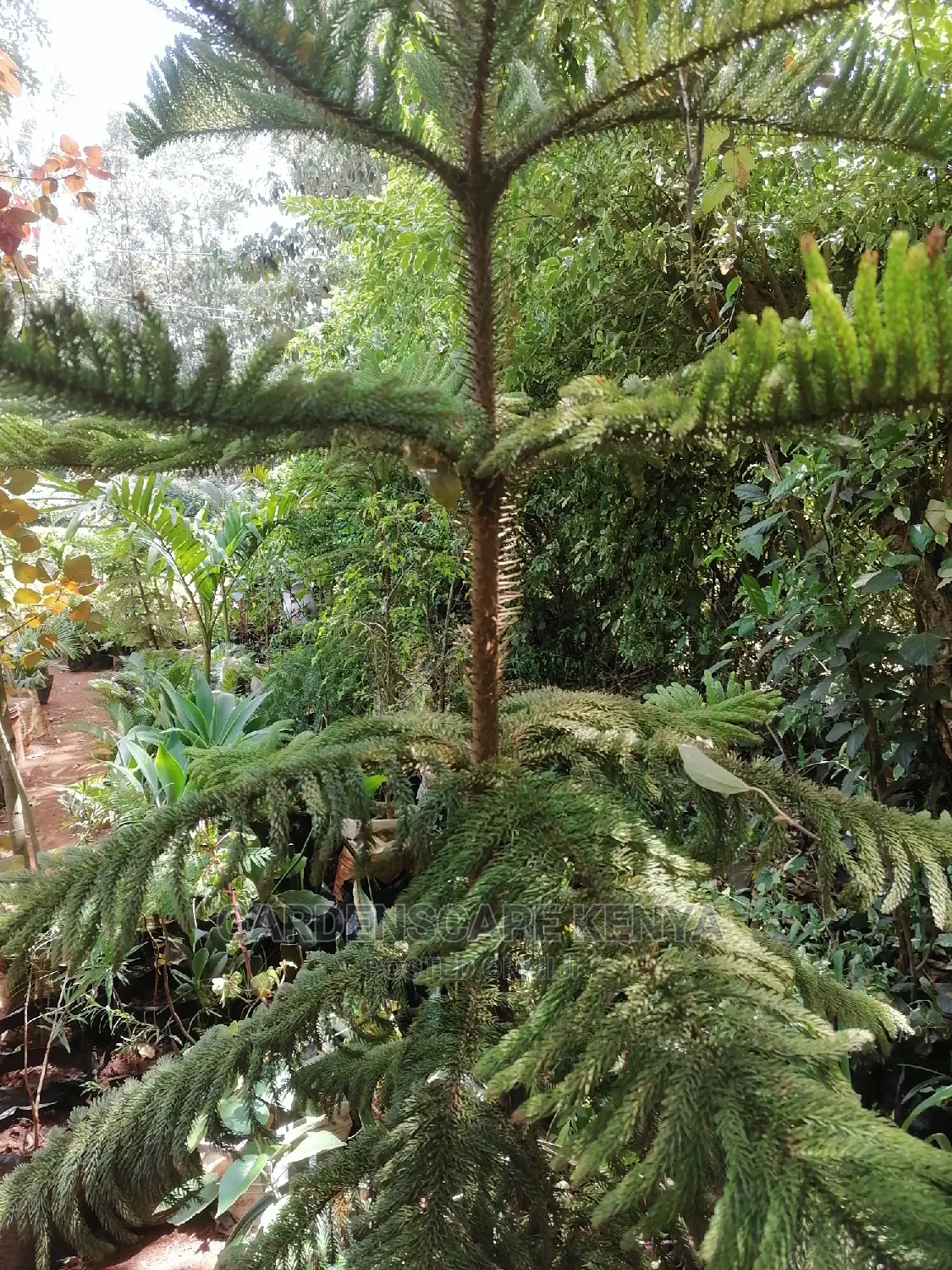 Large Landscaping Plants: Large Shrubs Big Trees,