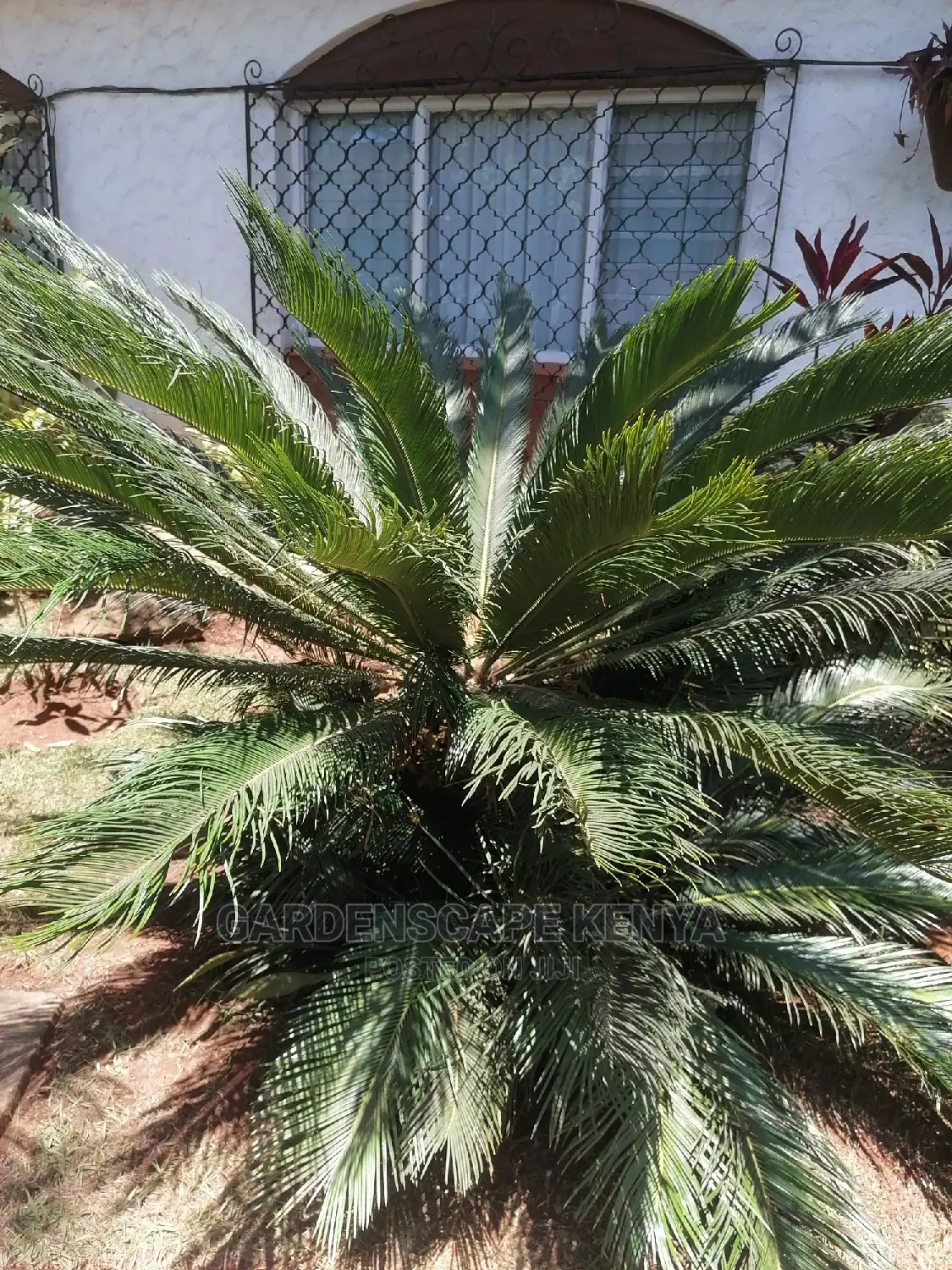 Large Landscaping Plants: Large Shrubs Big Trees,