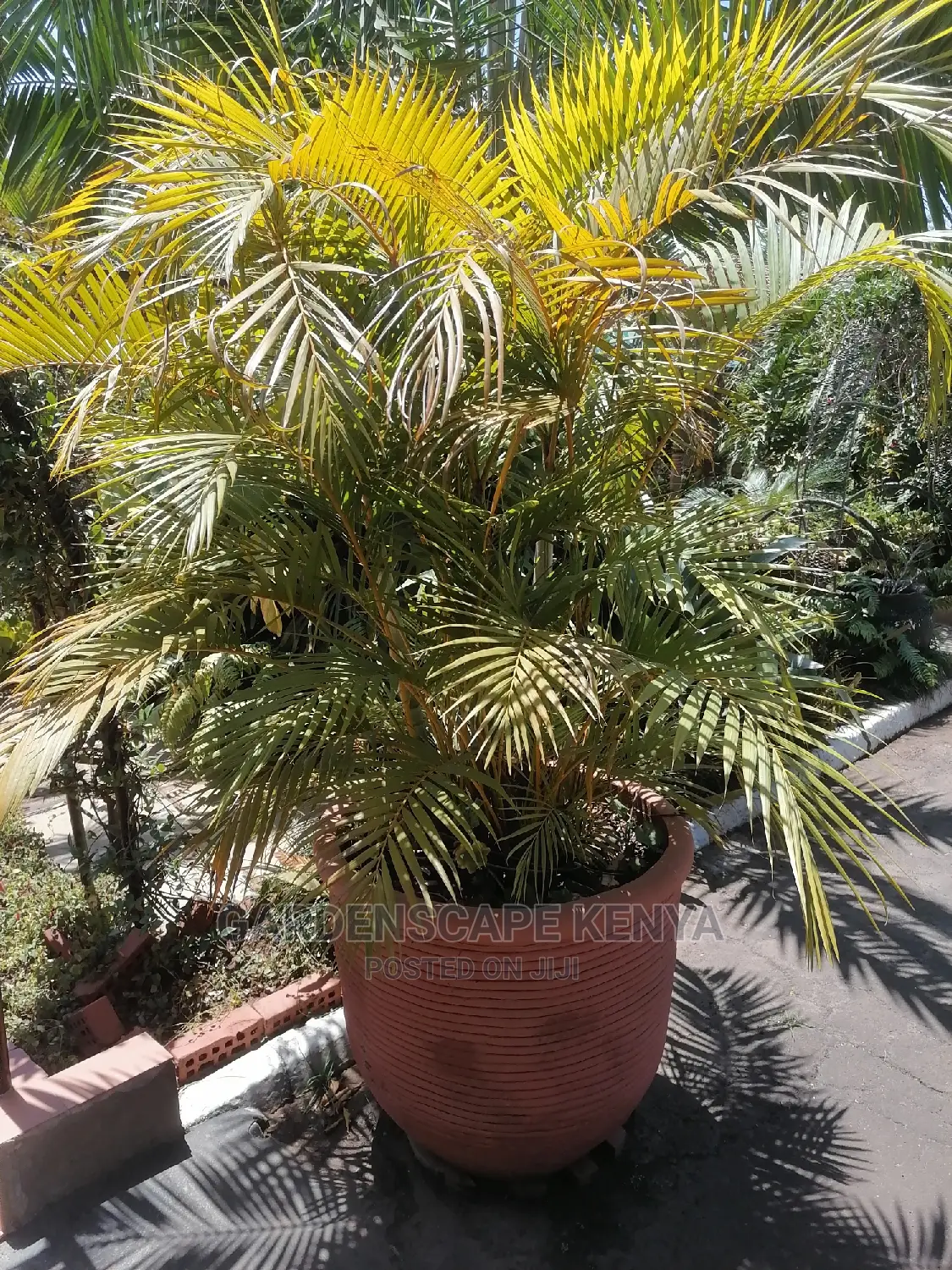 Large Landscaping Plants: Large Shrubs Big Trees,