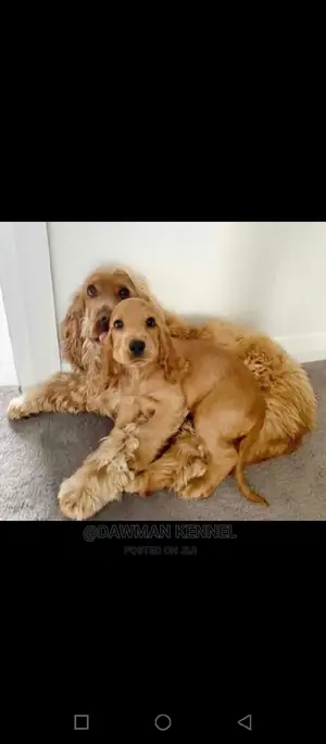 1-3 Months Male Purebred Cocker Spaniel