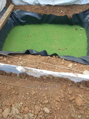 Azolla Poultry Feed and Azolla Propagation Material