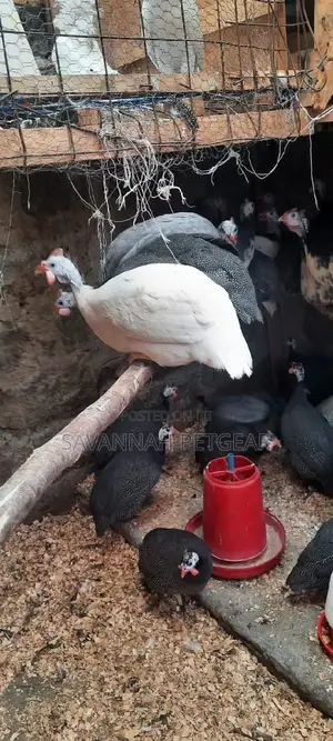 Dotted White Chested Guinea Fowl Mature Birds -Pair