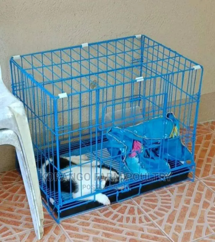 Cat's Carriers