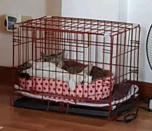 Rabbit Puppies Carrier