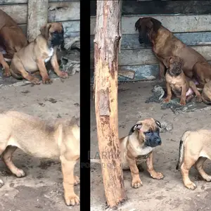 1-3 months Male Purebred Boerboel
