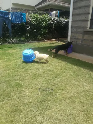 1-3 Months Male Purebred Golden Retriever