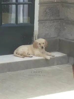1-3 Months Male Purebred Golden Retriever