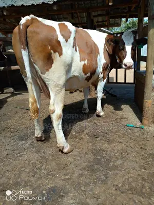Pedigree Milkers