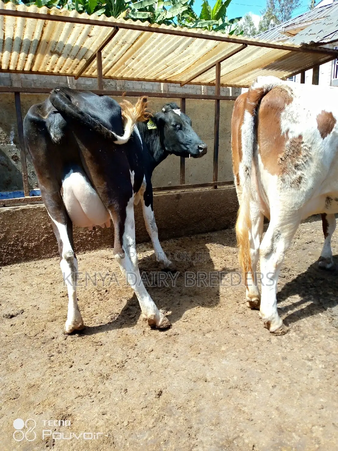 Pedigree Milkers