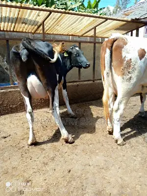 Pedigree Milkers