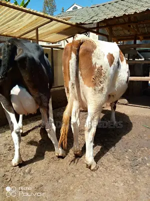 Pedigree Milkers