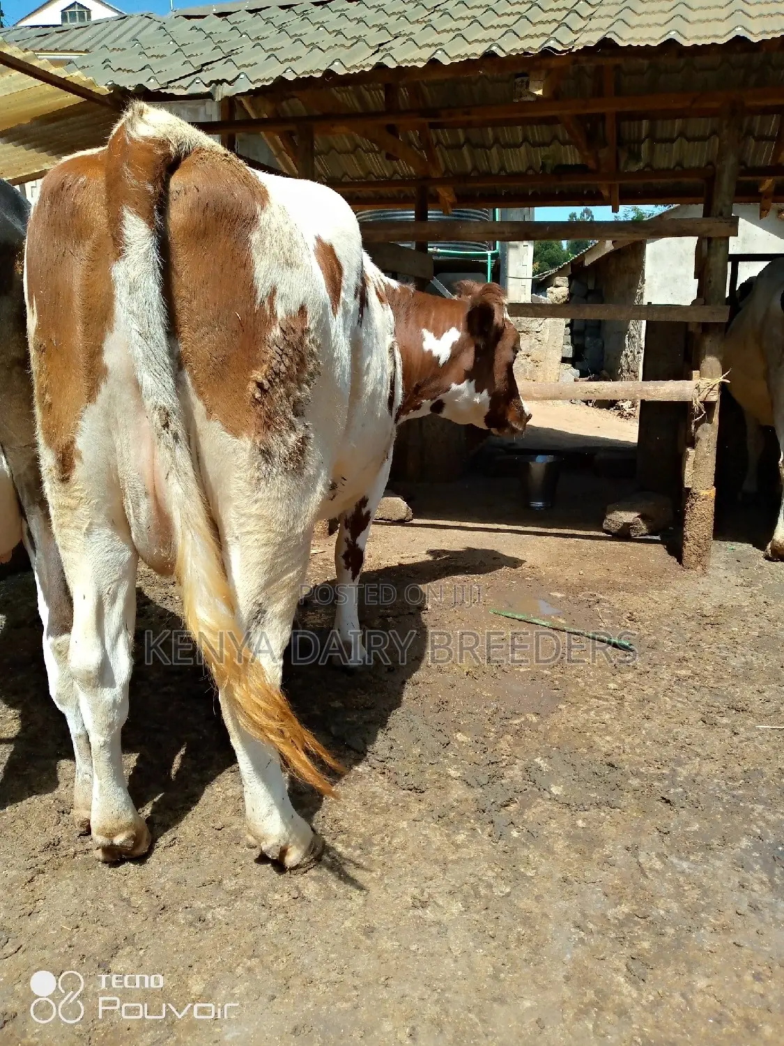 Pedigree Milkers