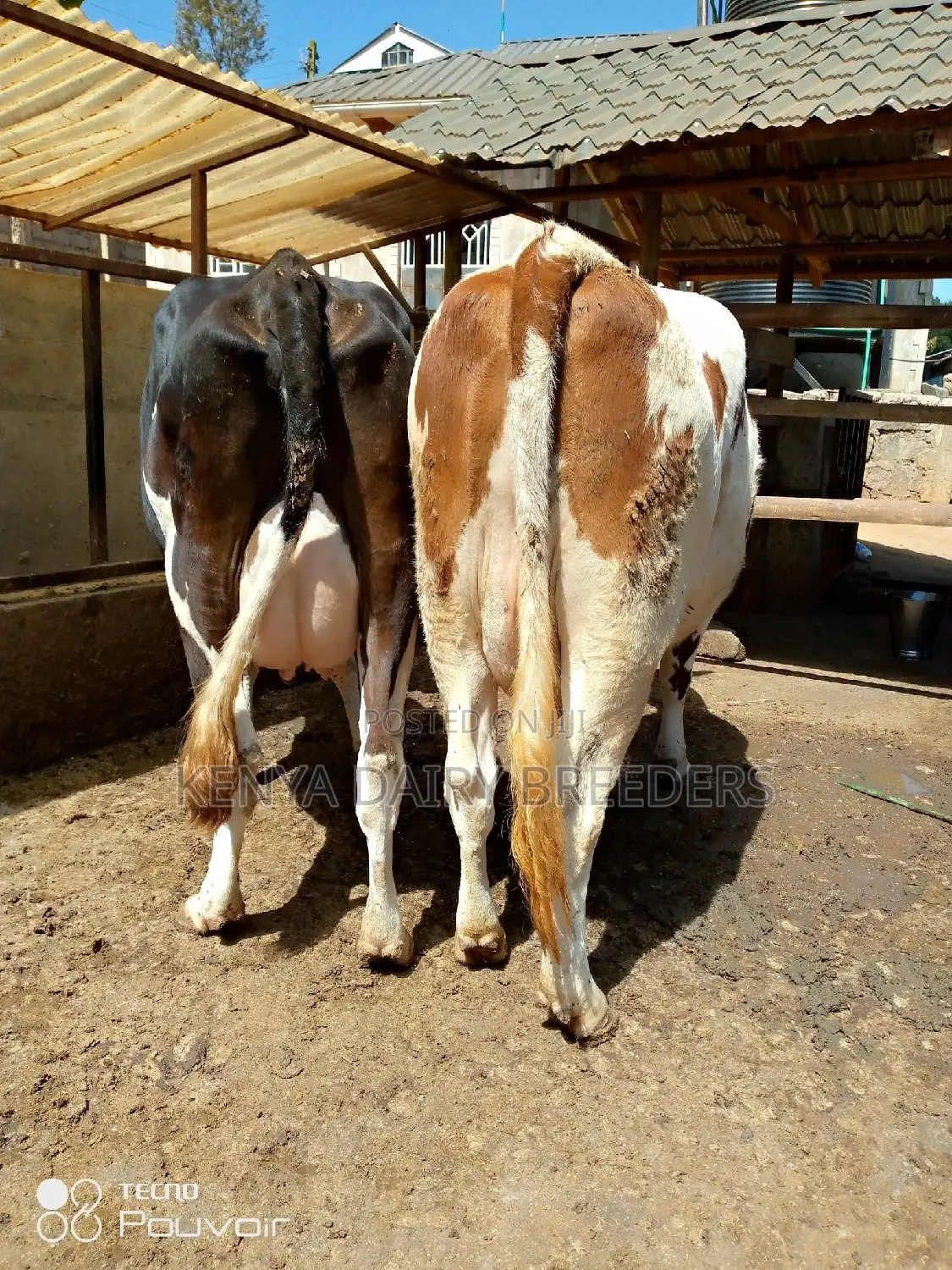 Pedigree Milkers