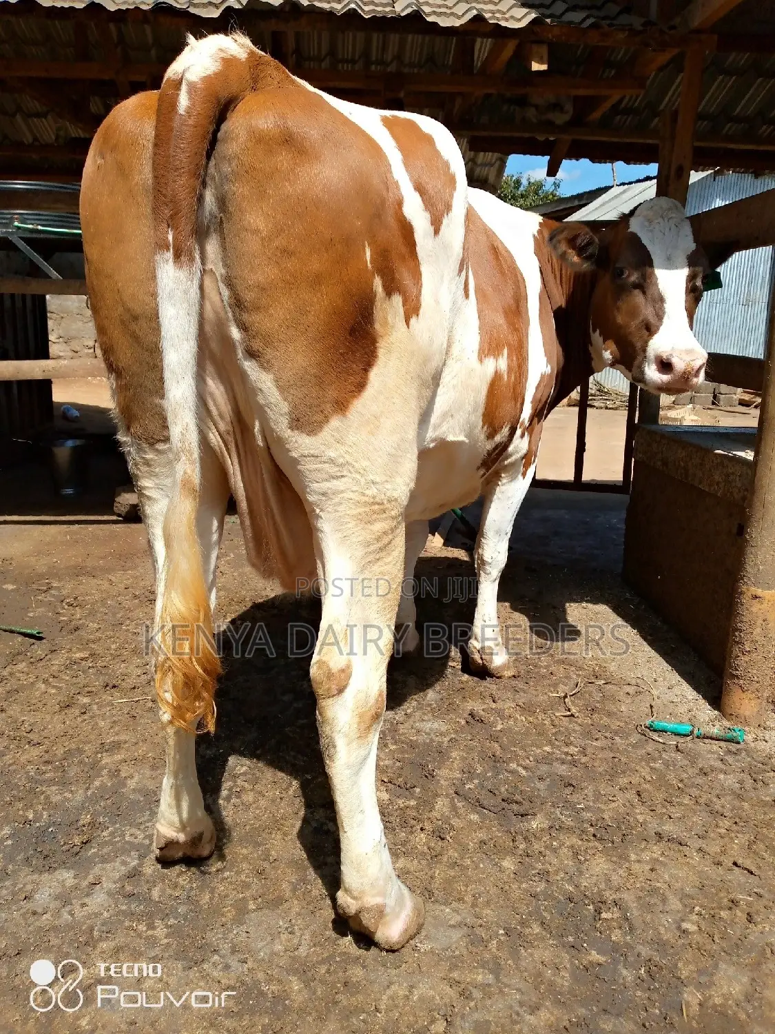 Pedigree Milkers