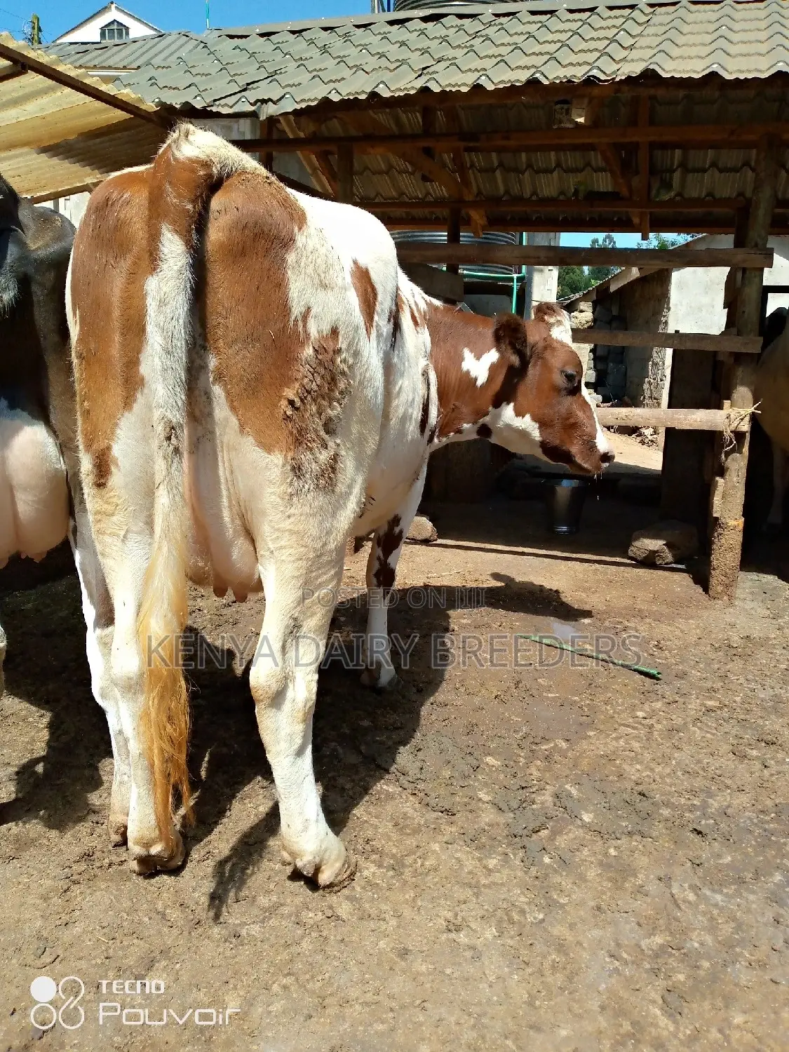 Pedigree Milkers