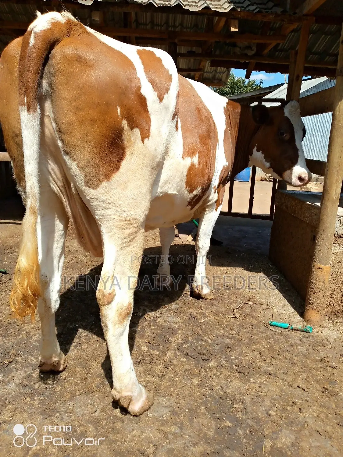 Pedigree Milkers