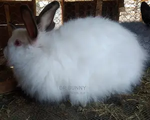 Angora Rabbit