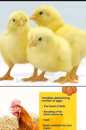 Kenchic Commercial Layers Isa Brown Layers Day Old Chicks