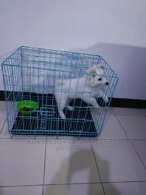Puppies Cages