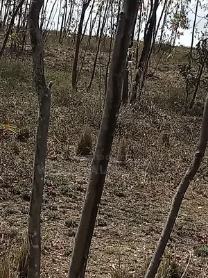 5 Acre on Sale at Longonot Naivasha