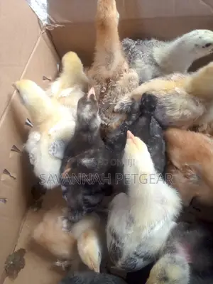 2 Weeks Old Sasso and Rainbow Chicks for Sale