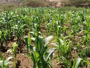 Half Acre at Machakos,Kimutwa,Miwani Near Tarmac Road.
