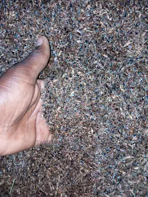 Hybrid Sudan Grass Seeds for Sale