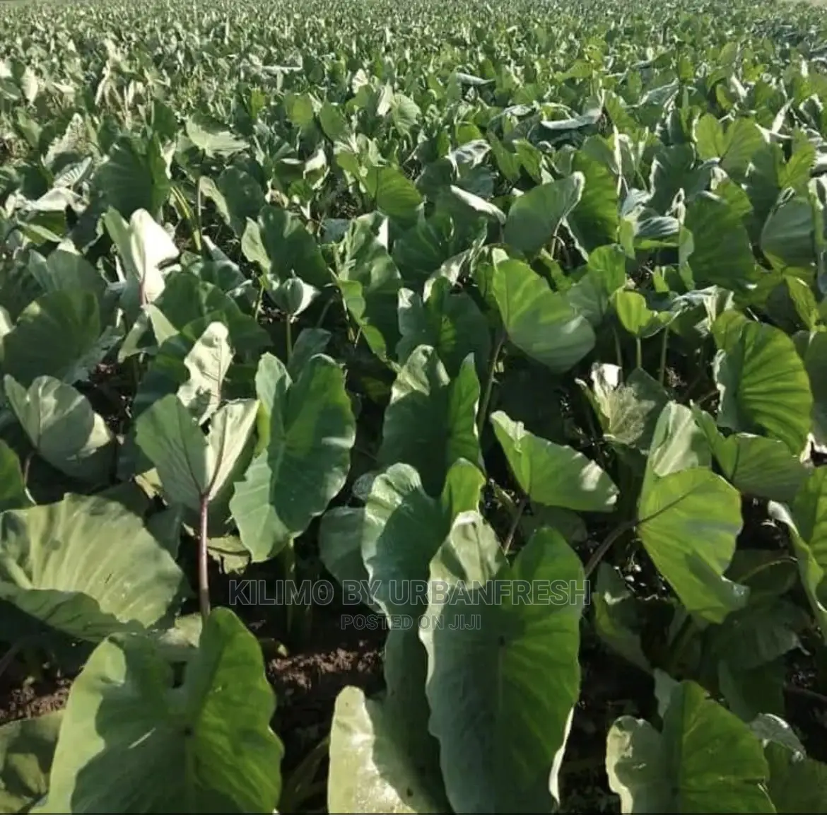 100 Arrowroot (Nduma) Suckers Cuttings Available