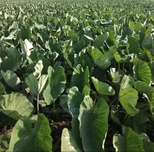100 Arrowroot (Nduma) Suckers Cuttings Available