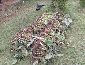 100 Arrowroot (Nduma) Suckers Cuttings Available