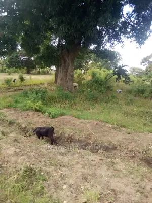 Title No: Bamburi Utange