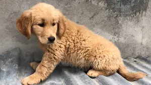 1-3 months Male Purebred Golden Retriever
