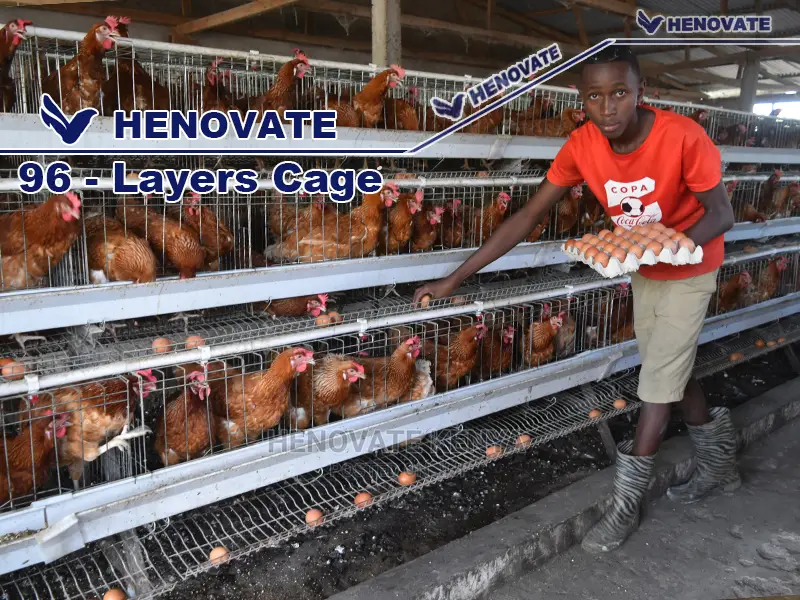 96 Hens Layers Cage