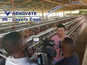 Chicken Layers Cage for 96 Birds